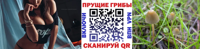 kraken зеркало  наркошоп  Камышин  Псилоцибиновые грибы Cubensis 